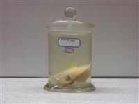 藏品(菱鯛)的圖片